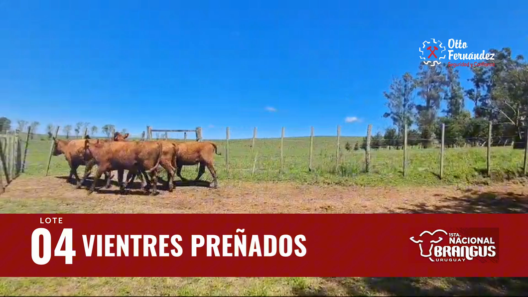 Lote Vientres Preñados