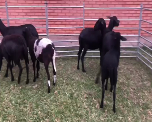 Lote 3 Hembra M1 a remate en 1° Feria Online APCO Dorper y Santa Inés en Ypacarai
