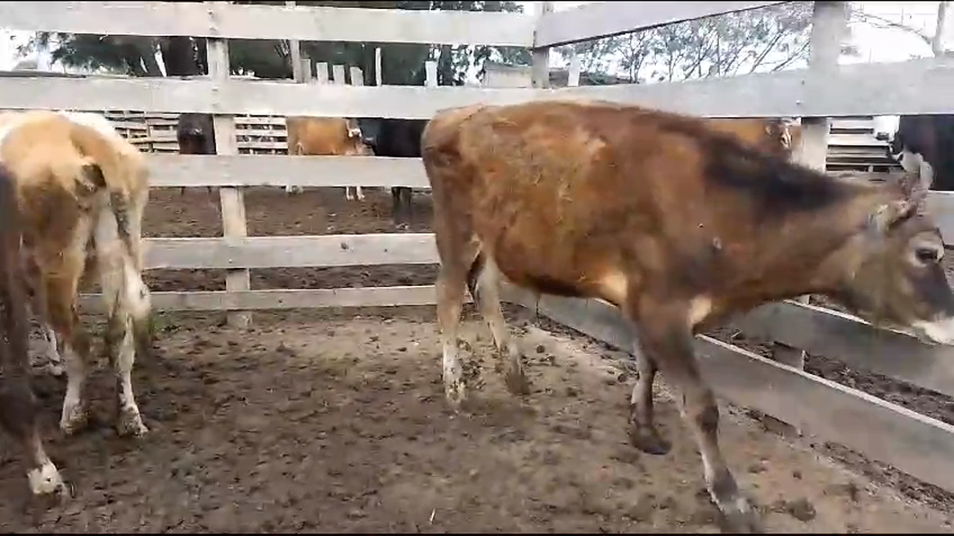 Lote 3 Terneros Jersey a remate en Aniversario 115 Años - Camy en Libertad