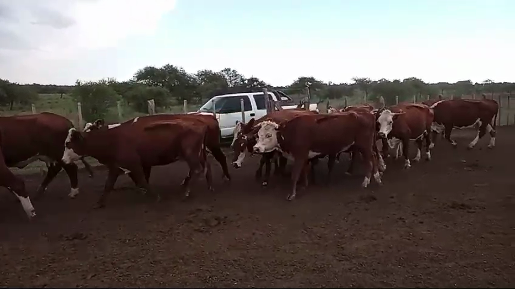 Lote 50 Vacas  en Entre Ríos, La Paz