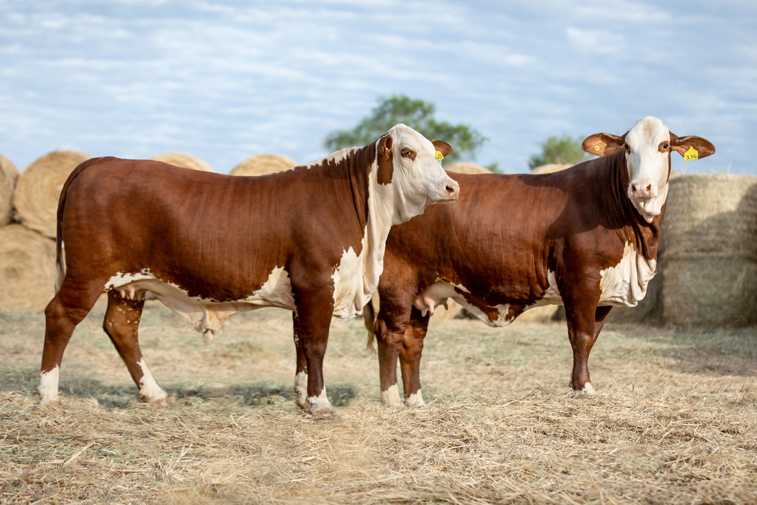 Lote Reproductores Altohondo - Lote 34