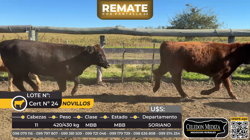 Lote 11 Novillos en ruta 57, km 7, Cardona. Soriano