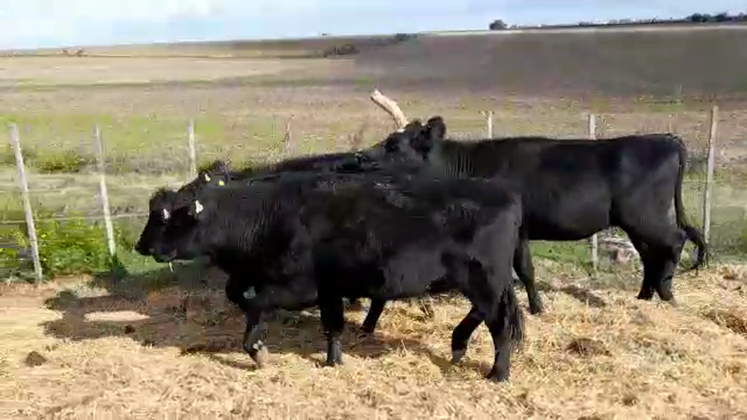 Lote (Vendido)4 Vaquillonas/Vacas Entoradas a remate en PANTALLA CARMELO en SANTA ELENA