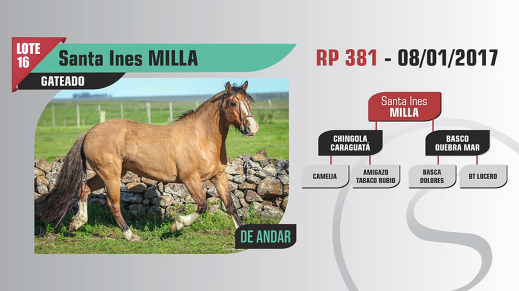 Lote Santa Ines MILLA