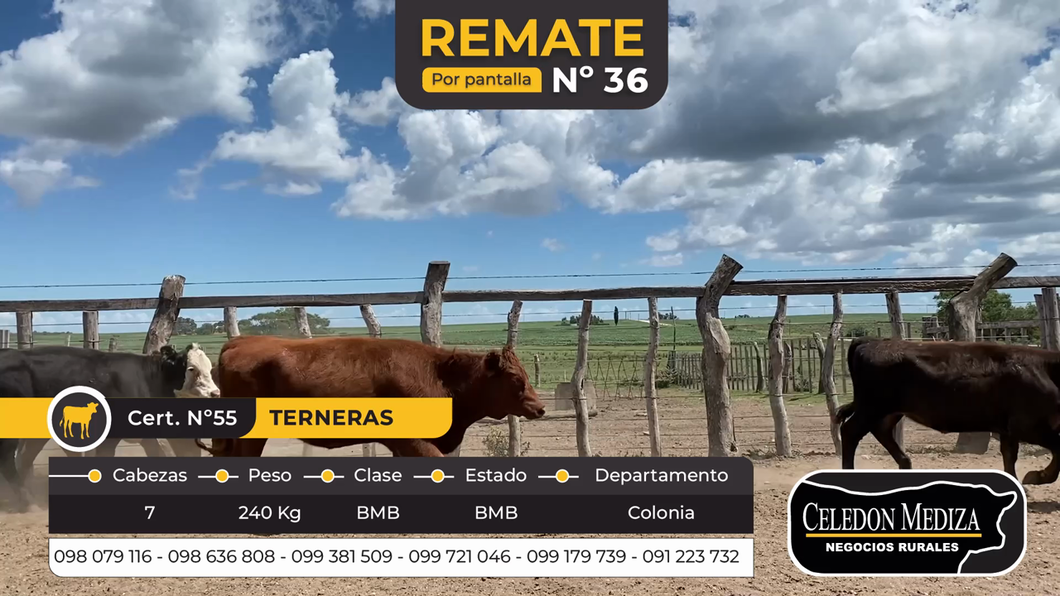 Lote 7 Terneras en La Horqueta, Colonia