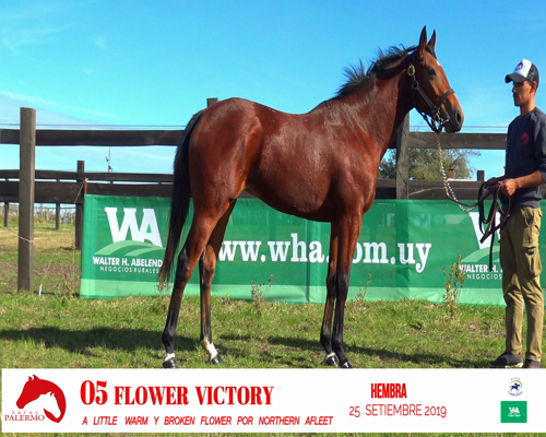 Lote FLOWER VICTORY