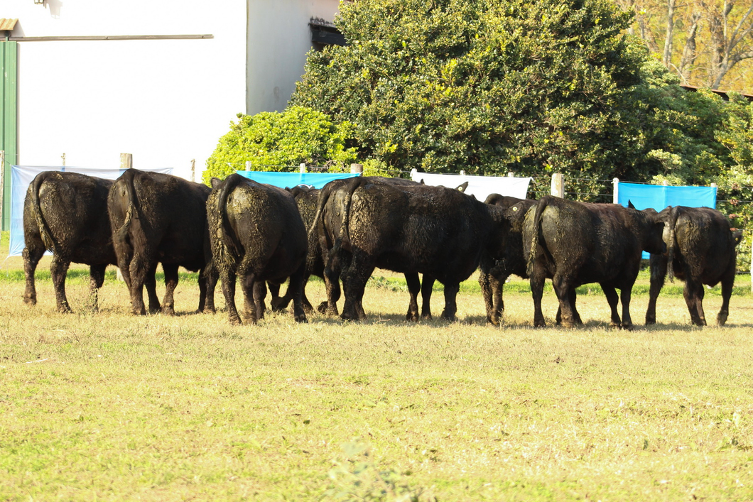 Lote CABAÑA “COEMBOTÁ” de Calderón: 10 VAQUILLAS MAS PREÑADAS