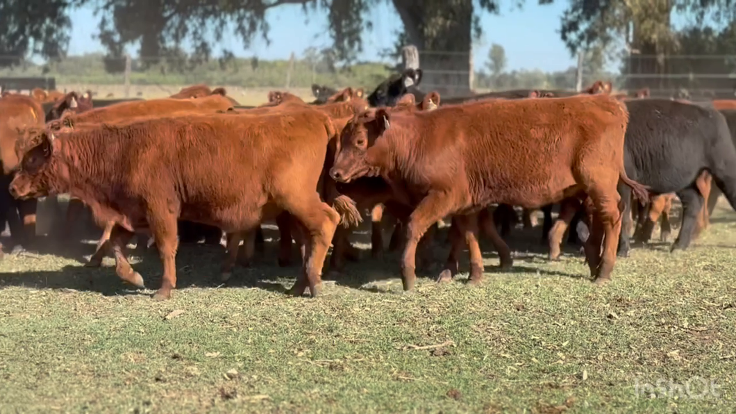 Lote 70 Terneras