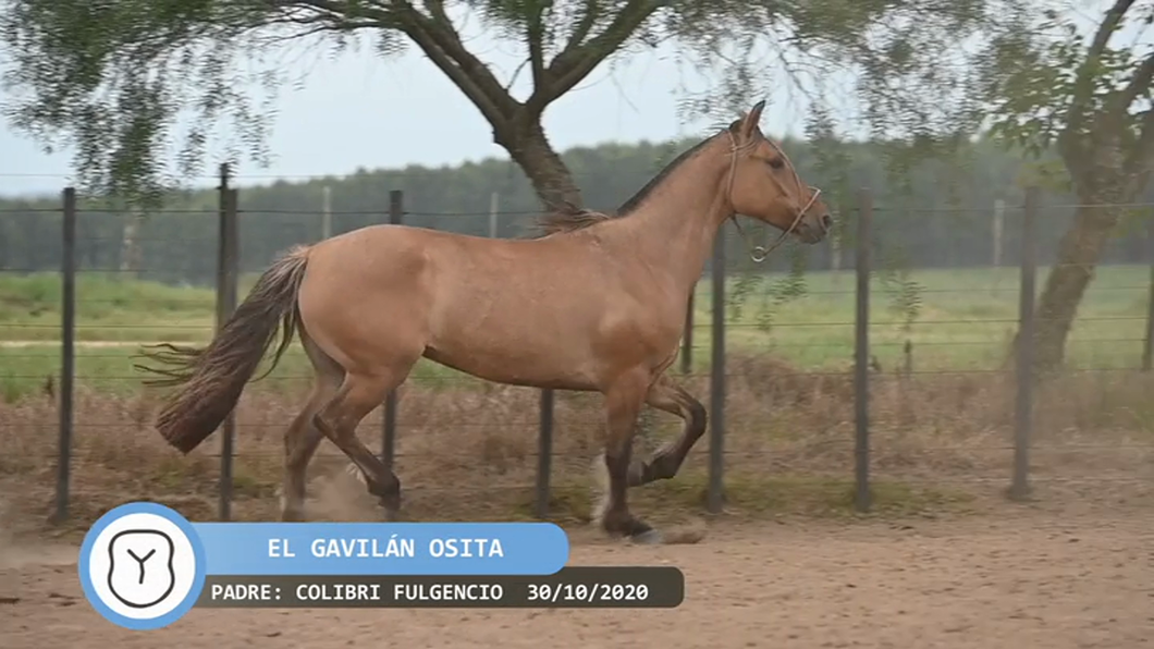 Lote El Gavilán Osita