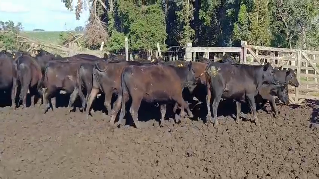 Lote 37 Vaquillonas 1 a 2 años ANGUS a remate en #50 Pantalla Carmelo 310kg -  en FLORES