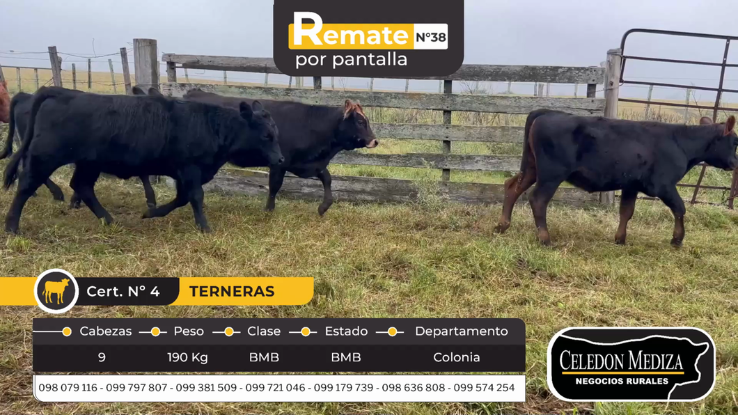 Lote 9 Terneros en Riachuelo, Colonia