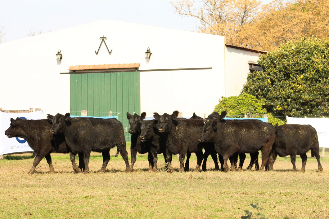 Lote CABAÑA “COEMBOTÁ” de Calderón: 10 VAQUILLAS MAS PREÑADAS