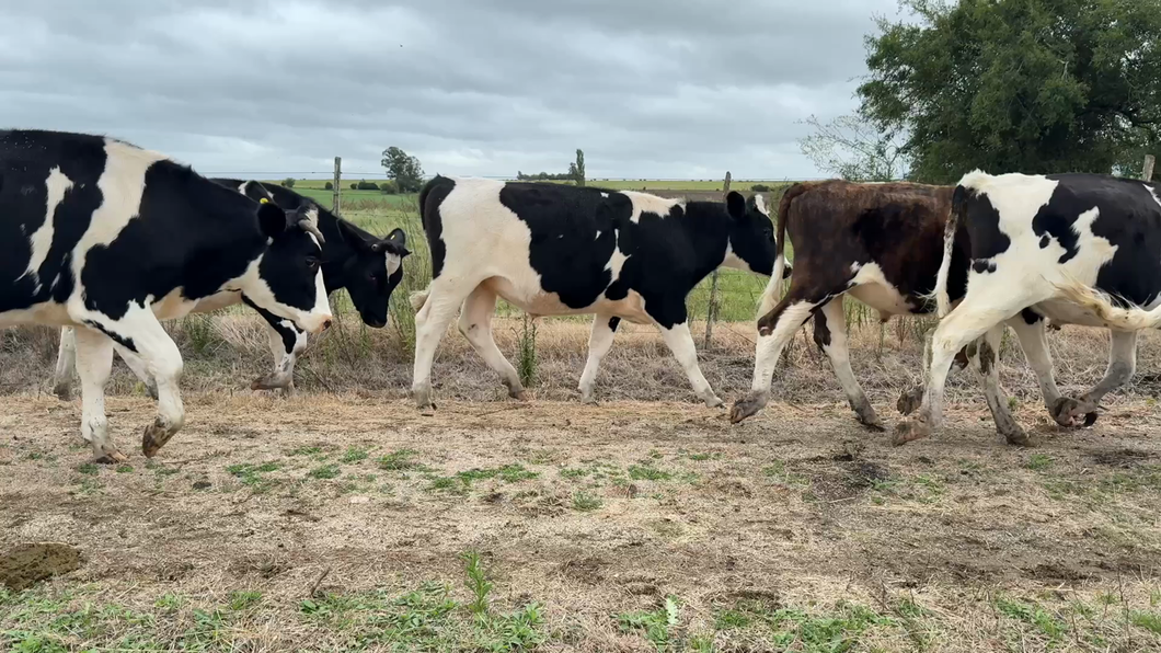 Lote NOVILLOS 1 a 2 AÑOS