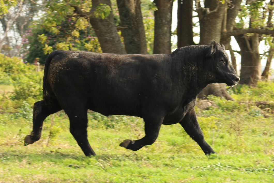 Lote CABAÑA COEMBOTÁ: RP 246