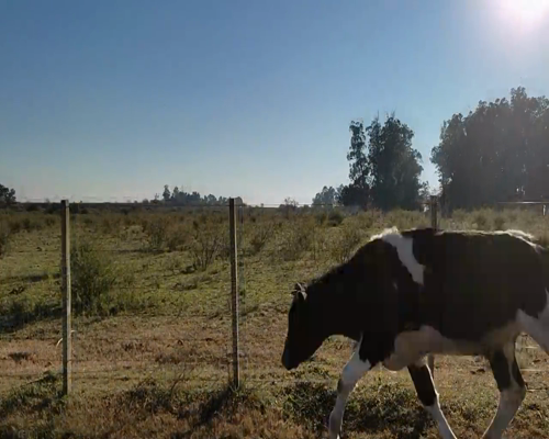 Lote (Vendido)Novillos 1 a 2 años HO a remate en 9vo Remate Virtual 320kg - , Colonia