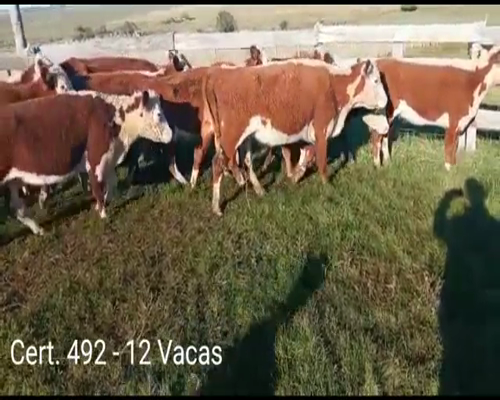 Lote 12 Vacas de Invernada a remate en Remate virtual de Coco Morales & Asoc. 405kg -  en A 3KM DE CARDONA.