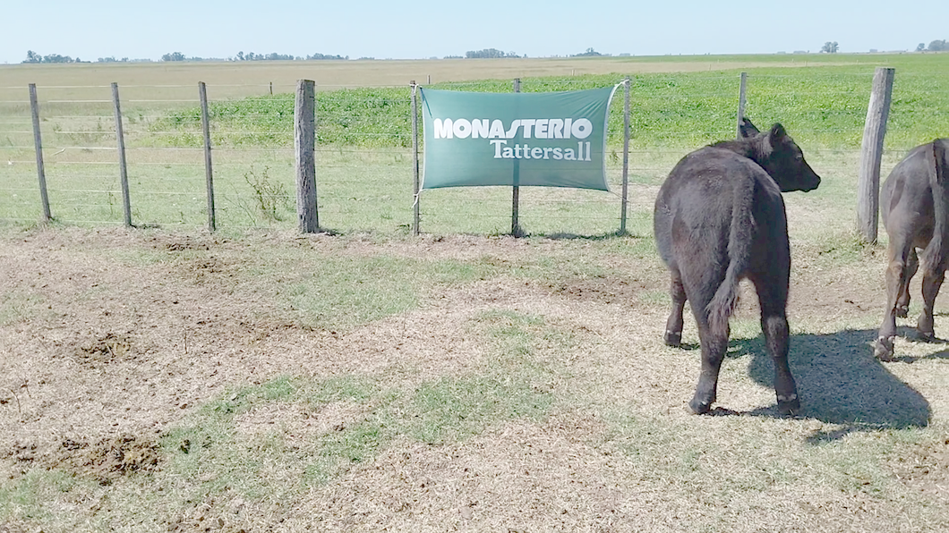 Lote 40 Terneros/as