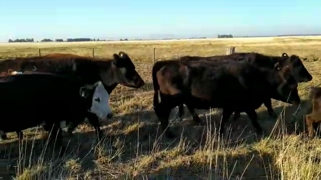 Lote 70 Vacas CUT preñadas en J.N. Fernández , Buenos Aires