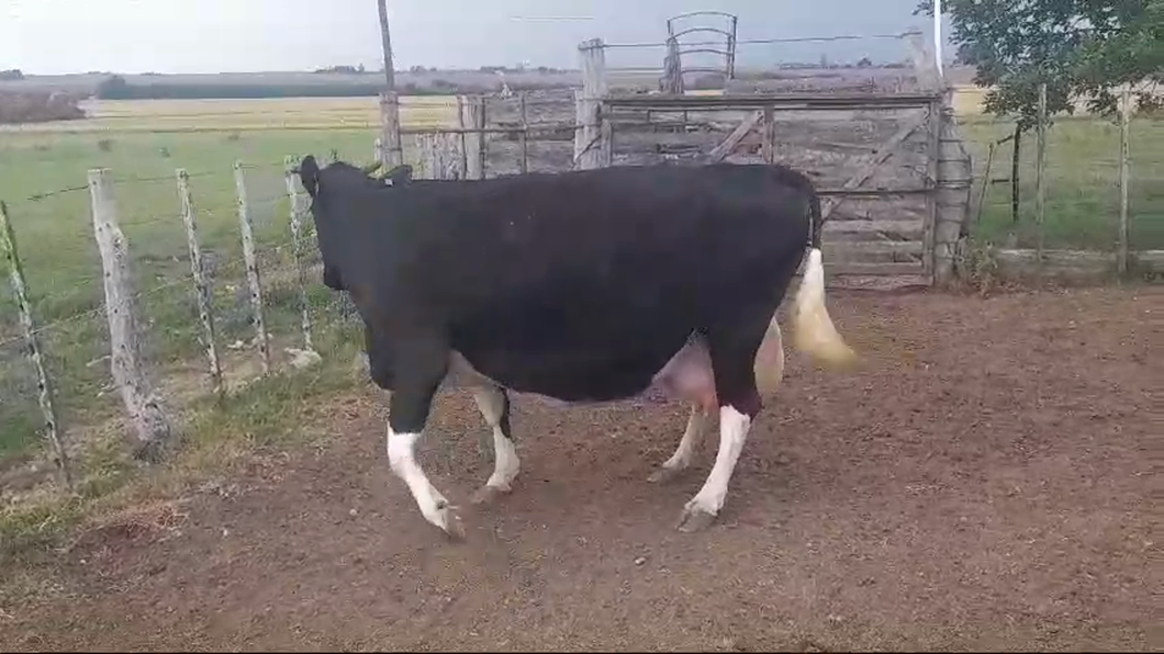 Lote Vacas preñadas HOLANDO a remate en #50 Pantalla Carmelo en PUNTAS DE ARENALES