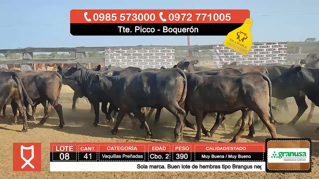 Lote (Vendido)41 Vaquillas Preñadas  a remate en Feria especial de Vaquillas Preñadas 390kg - , Boquerón