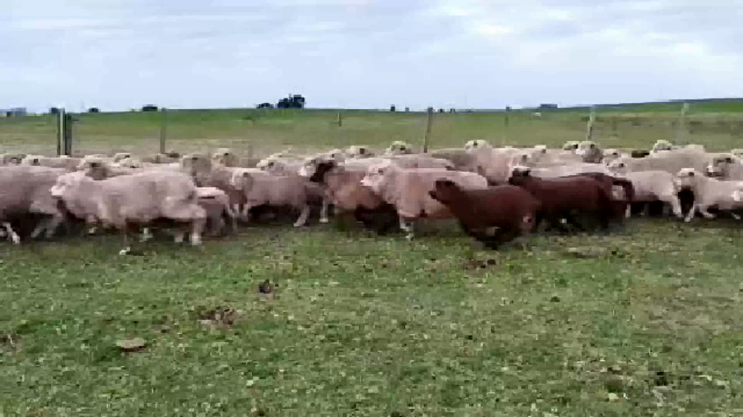 Lote 900 Ovejas piezas de cría en Colonia Wilson, Cerro Largo