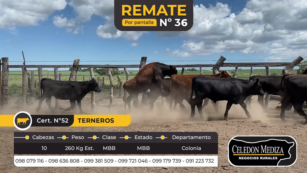 Lote 10 Terneros en La Horqueta, Colonia