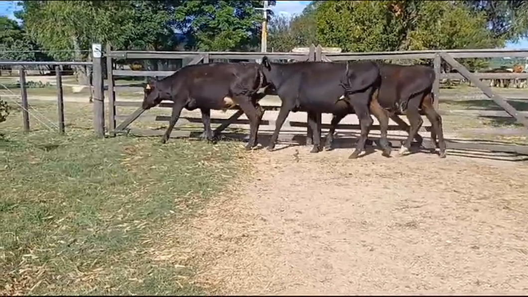 Lote (Vendido)3 Terneros HOLANDO/ ANGUS a remate en #41 Pantalla Carmelo  200kg -  en PUNTAS DEL PERDIDO
