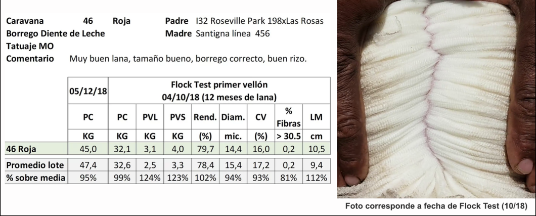 Lote Caravana 46