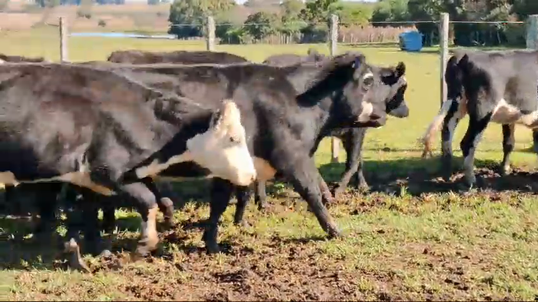 Lote 33 Vaquillonas  Cruzas angus a remate en Pantalla Camy  350kg -  en Ruta 23 Km 120