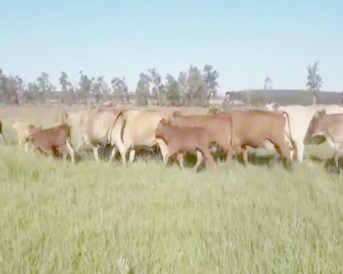 Lote 50 Vacas nuevas C/ cria en Santo Tomé, Corrientes