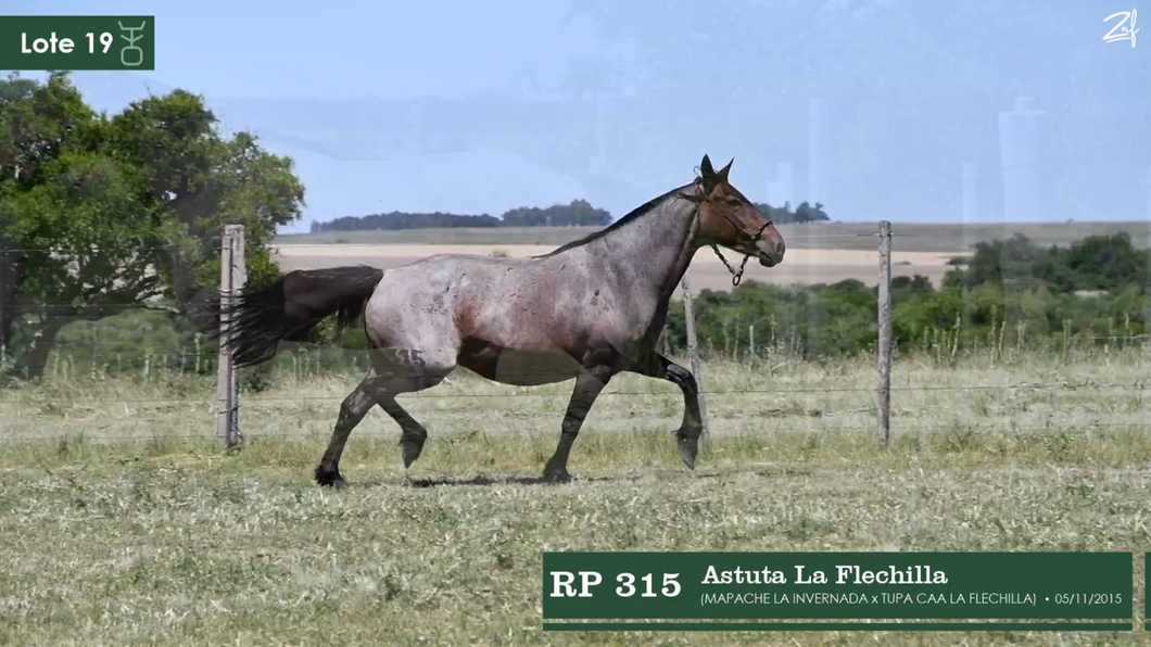 Lote Astuta La Flechilla