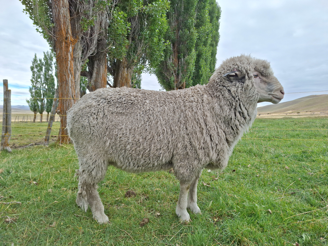 Lote Carnero TOP A, 20-1192