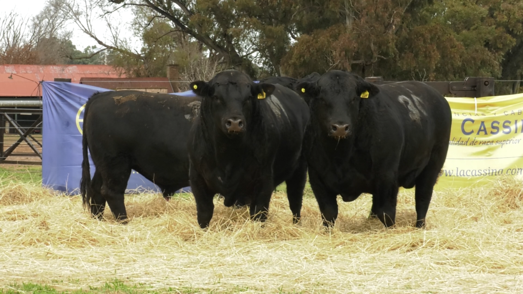 Lote TOROS ANGUS PURO CONTROLADO