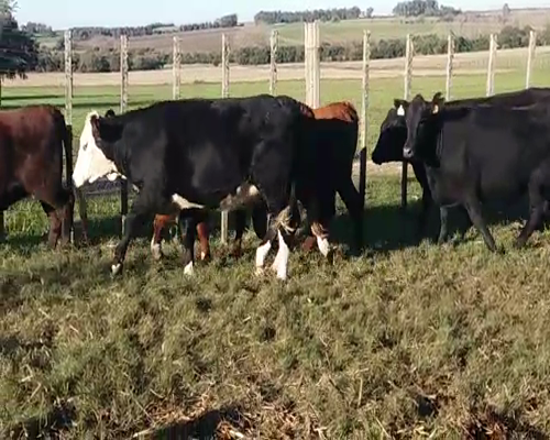 Lote LOTE 36