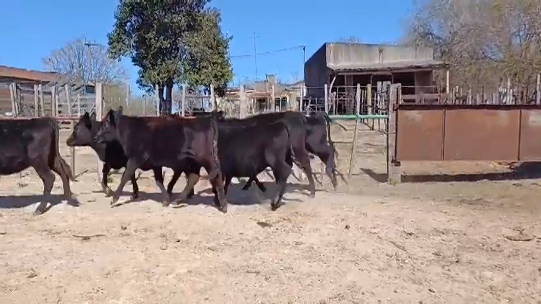 Lote (Vendido)6 Terneras ANGUS a remate en #48 Pantalla Carmelo 250kg -  en EL CERRO