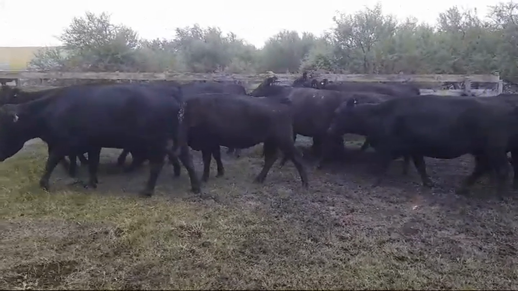 Lote 14 Vacas de Invernada a remate en #44 Pantalla Carmelo 400kg -  en POLANCOS