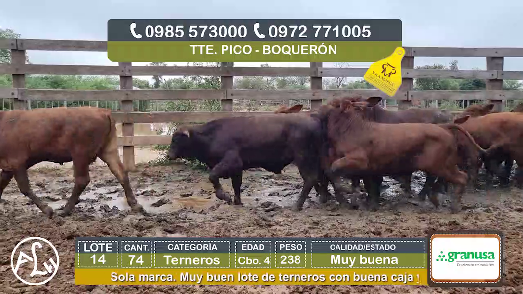 Lote (Vendido)74 Terneros Cbo 4 a remate en Agroganadera LA HUELLA, Boquerón