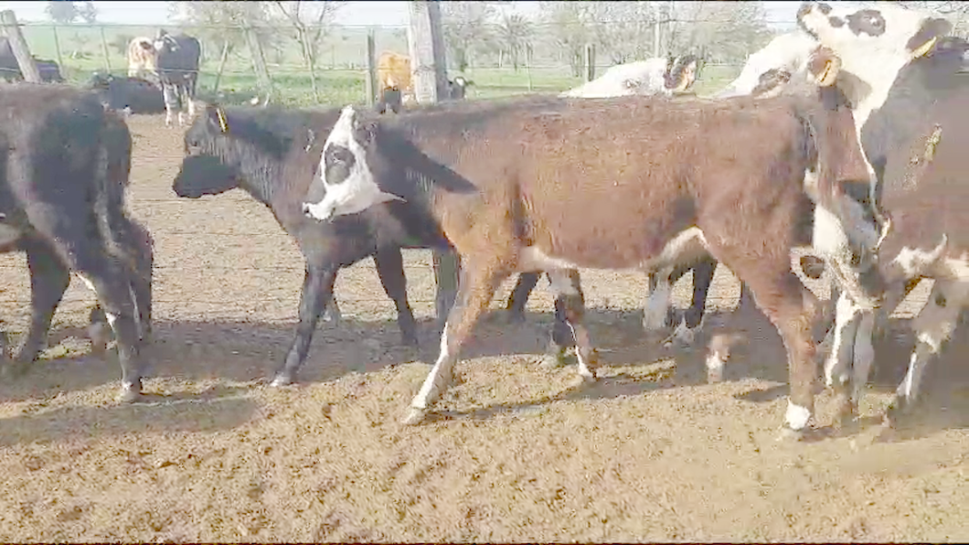 Lote 17 Terneros a remate en Aniversario 115 Años - Camy en Chamizo