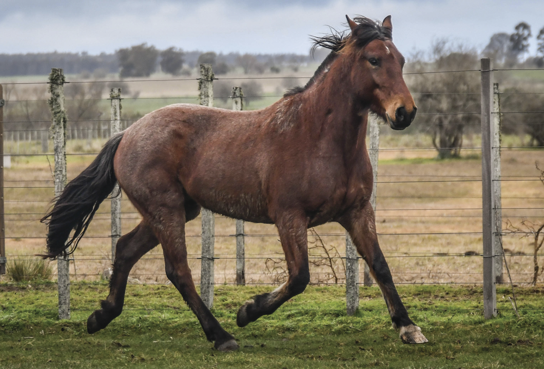 Lote ELEGANTE LA FLECHILLA