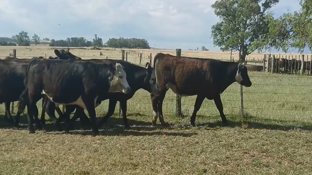 Lote NOVILLOS 1 A 2 AÑOS