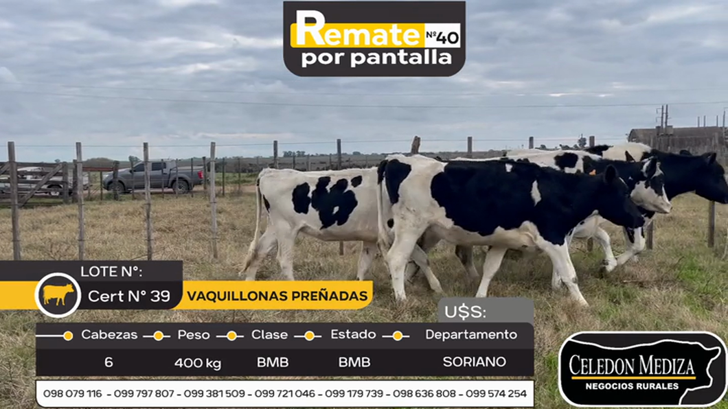 Lote 6 Vaquillonas  en Agraciada, Soriano