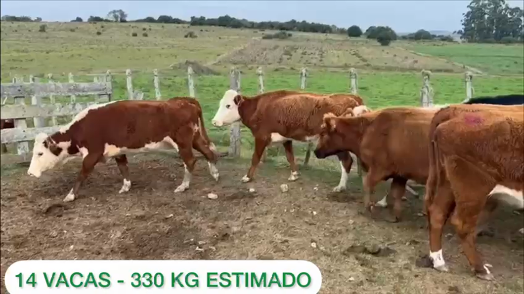Lote 14 vacas