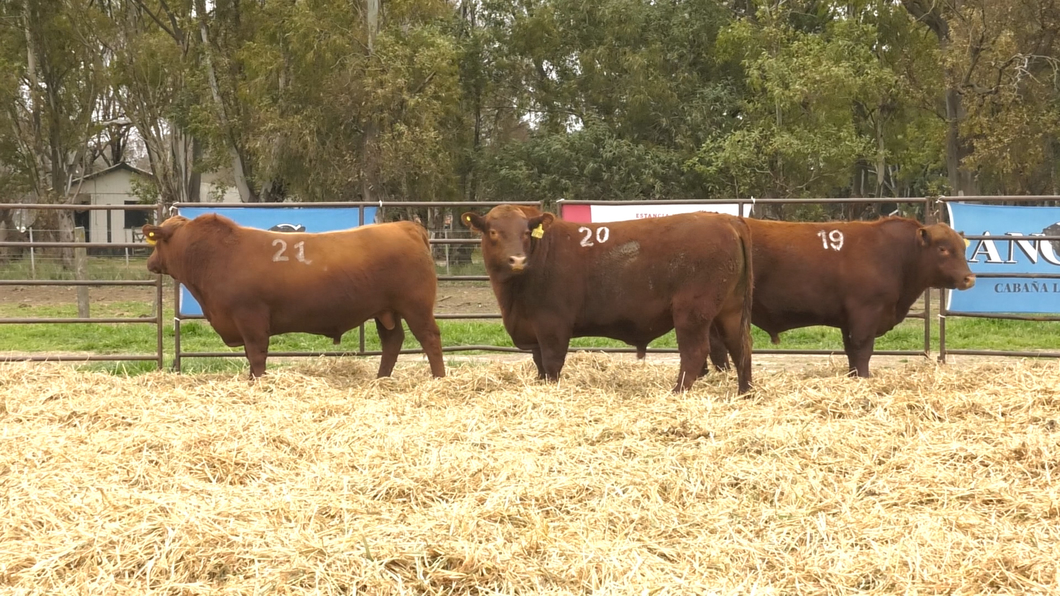 Lote TOROS ANGUS COLORADOS PC