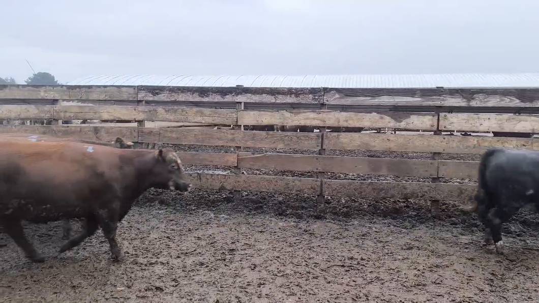 Lote 20 Vaquilla Gorda en Los Ángeles, VIII Región Biobío