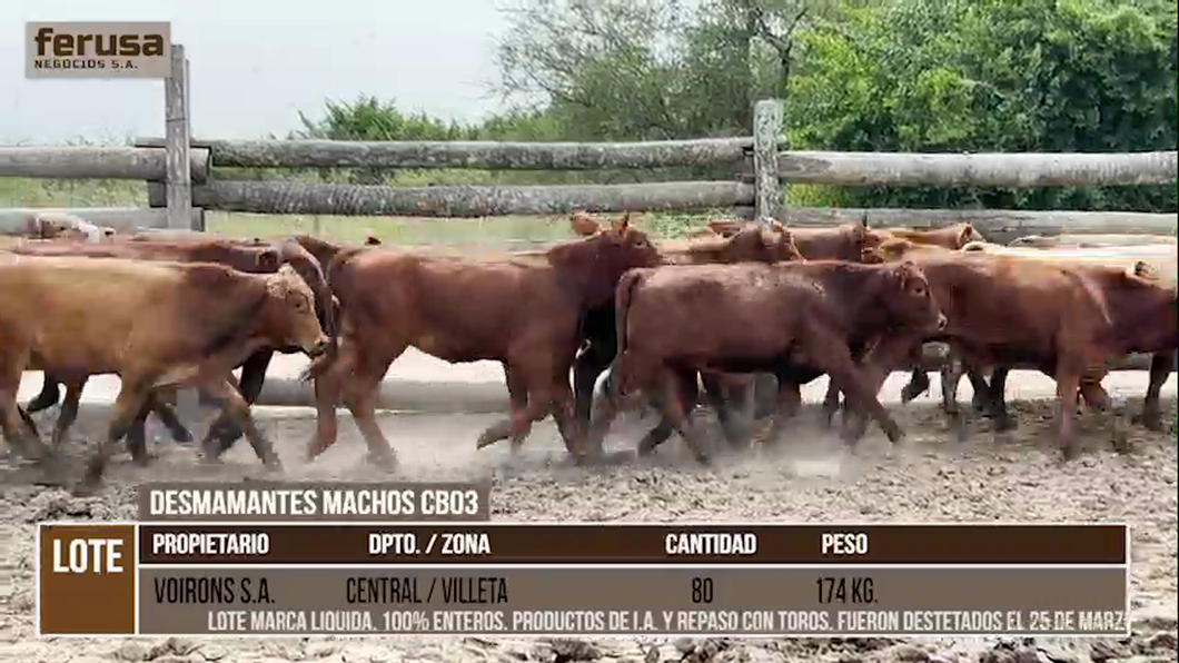Lote LOTE 1