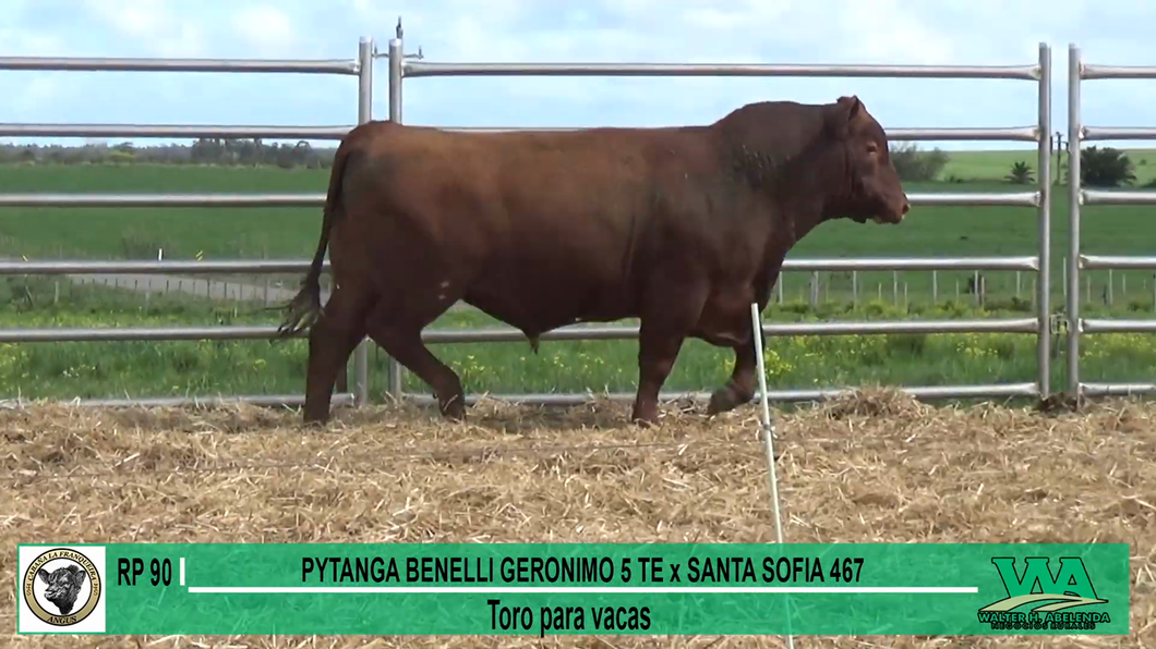 Lote Toros a remate en Cabaña La Franqueira, Florida