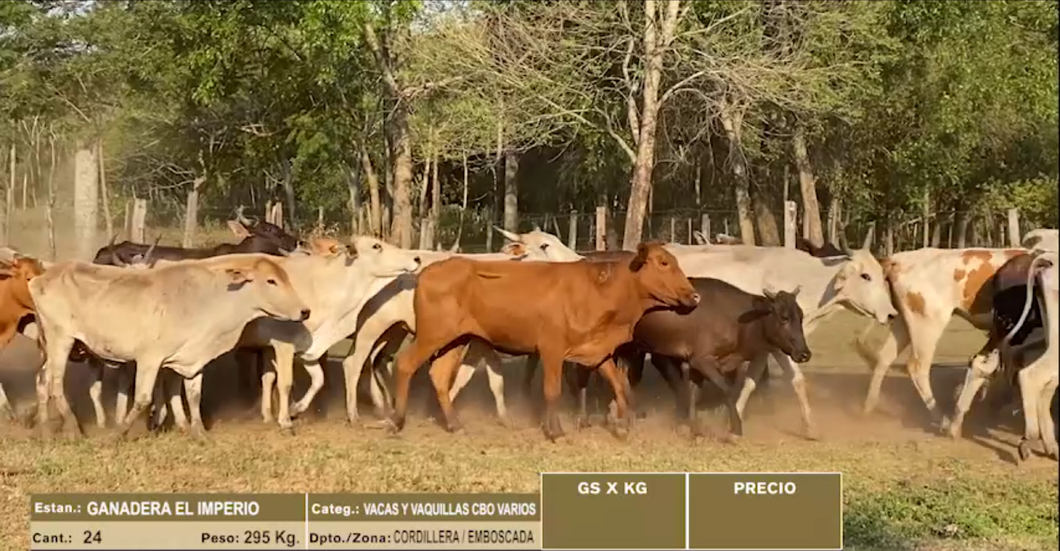 Lote 24 VACAS - VAQUILLAS CBO VARIOS