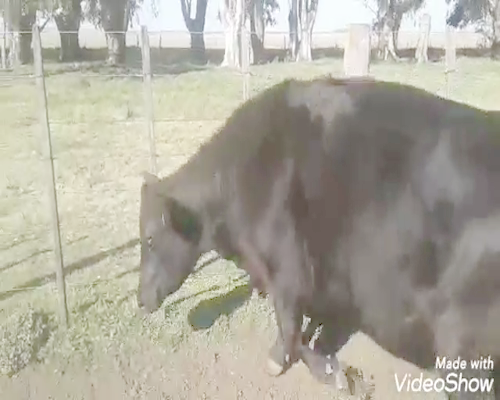 Lote 20 Vacas CUT preñadas en Laprida, Buenos Aires