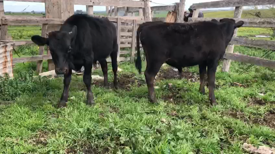 Lote 2 Terneros Kiwy a remate en Aniversario 115 Años - Camy 160kg -  en Ruta 3 km 120