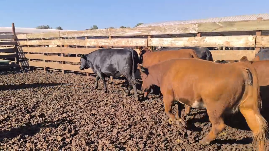 Lote 20 Vaquilla Gorda en Los Ángeles, VIII Región Biobío